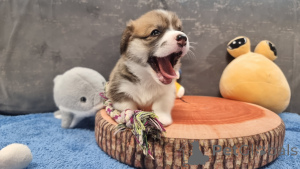 Photo №2 to announcement № 145096 for the sale of welsh corgi - buy in Russian Federation breeder