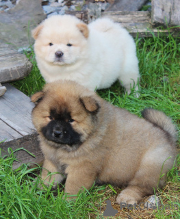 Photo №2 to announcement № 5590 for the sale of chow chow - buy in Russian Federation from nursery, breeder