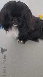 Photo №4. I will sell pekingese in the city of Wädenswil. breeder - price - 1318$