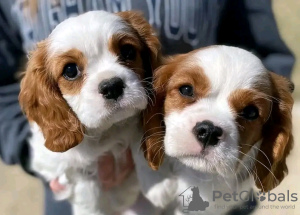 Photo №2 to announcement № 123827 for the sale of cavalier king charles spaniel - buy in Finland private announcement, breeder