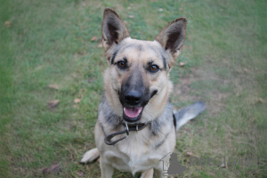 Photo №2 to announcement № 133908 for the sale of non-pedigree dogs - buy in Belarus private announcement