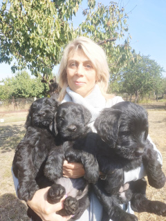 Photo №3. Giant Schnauzer Puppies. Ukraine