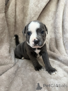 Photo №1. staffordshire bull terrier - for sale in the city of Gällivare | negotiated | Announcement № 169803