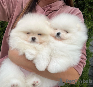 Additional photos: Pomeranian puppies