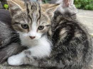 Photo №4. I will sell american shorthair in the city of Vienna. private announcement, breeder - price - 599$
