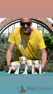 Photo №2 to announcement № 139008 for the sale of american pit bull terrier - buy in Serbia 