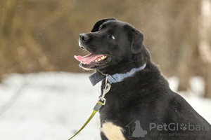 Photo №2 to announcement № 132497 for the sale of non-pedigree dogs - buy in Russian Federation 