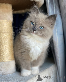 Photo №2 to announcement № 155561 for the sale of ragdoll - buy in Netherlands private announcement