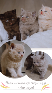 Photo №1. british shorthair - for sale in the city of Krasnodar | negotiated | Announcement № 1663