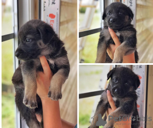 Photo №2 to announcement № 7276 for the sale of non-pedigree dogs - buy in Russian Federation private announcement