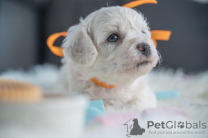 Photo №2 to announcement № 90134 for the sale of bichon frise - buy in Serbia breeder