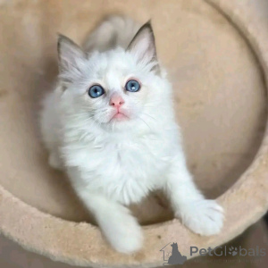 Photo №3. Ragdoll kittens for adoption. Germany