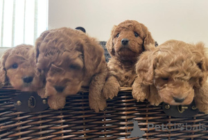 Photo №4. I will sell cavalier king charles spaniel in the city of Berlin. breeder - price - 348$