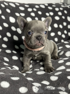 Photo №1. french bulldog - for sale in the city of Miami | 300$ | Announcement № 93433