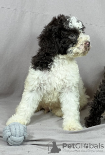 Photo №4. I will sell lagotto romagnolo in the city of Нови Сад. breeder - price - negotiated