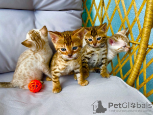 Photo №2 to announcement № 64642 for the sale of bengal cat - buy in Germany private announcement, from nursery