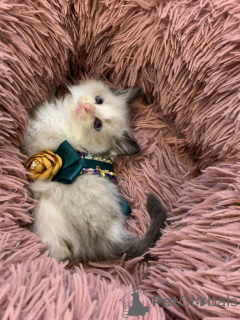 Photo №2 to announcement № 167408 for the sale of ragdoll - buy in Austria breeder