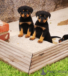 Photo №1. rottweiler - for sale in the city of Borlänge | 420$ | Announcement № 13386