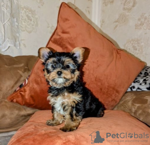 Photo №1. yorkshire terrier - for sale in the city of Alytus | 423$ | Announcement № 127590