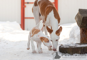 Additional photos: Podenco Ibicenco puppies.