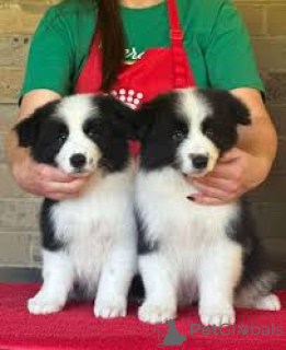 Photo №2 to announcement № 165584 for the sale of border collie - buy in Netherlands private announcement, breeder