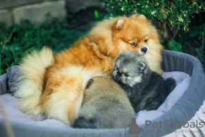 Photo №2 to announcement № 7797 for the sale of pomeranian - buy in Belarus private announcement, from nursery