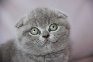 Photo №1. scottish fold - for sale in the city of St. Petersburg | Negotiated | Announcement № 2776