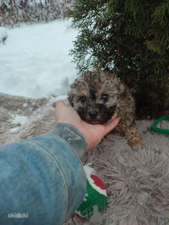 Photo №2 to announcement № 35332 for the sale of poodle (toy) - buy in Estonia breeder