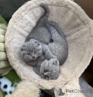 Photo №1. scottish fold - for sale in the city of Bayerisch Eisenstein | 361$ | Announcement № 177029