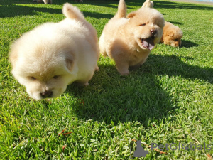 Photo №4. I will sell chow chow in the city of Oklahoma City.  - price - negotiated
