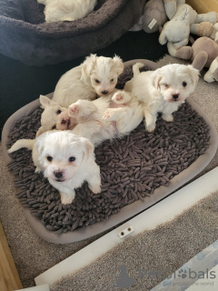 Photo №1. maltese dog - for sale in the city of Калистога | 300$ | Announcement № 82243