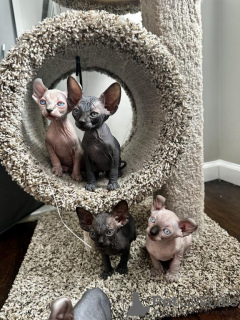 Photo №1. sphynx cat - for sale in the city of Donzdorf | 329$ | Announcement № 150877