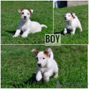Photo №2 to announcement № 19505 for the sale of jack russell terrier - buy in Belarus from nursery