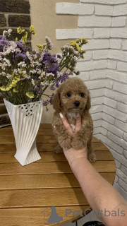 Photo №3. Miniture Poodle Puppies for sale contact whatsapp business 447450021323. Finland