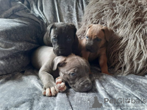 Photo №1. cane corso - for sale in the city of Abu Dhabi | 438$ | Announcement № 13791