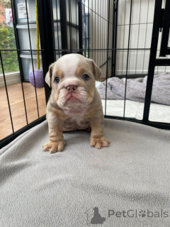 Photo №1. english bulldog - for sale in the city of Elva | negotiated | Announcement № 169511
