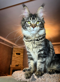 Photo №1. maine coon - for sale in the city of Regensburg | 423$ | Announcement № 106947