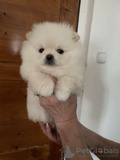 Photo №2 to announcement № 89740 for the sale of pomeranian - buy in Australia 