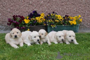 Photo №1. golden retriever - for sale in the city of Helsinki | Is free | Announcement № 160309