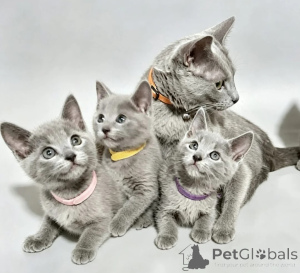 Photo №1. russian blue - for sale in the city of Friedrichshafen | 361$ | Announcement № 178181