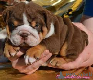Photo №2 to announcement № 136779 for the sale of english bulldog - buy in Germany 