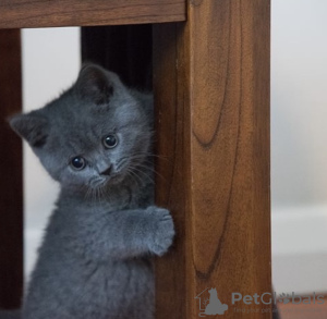 Photo №1. british shorthair - for sale in the city of Гамбург | 423$ | Announcement № 101759