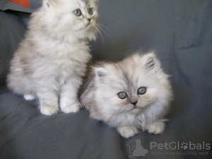 Photo №3. Pure Persian breed kittens for sale.. United Kingdom
