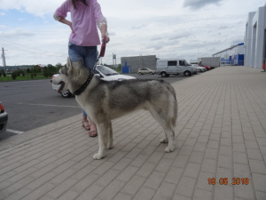 Photo №2. Service of the groomer in Russian Federation. Price - Negotiated. Announcement № 2559