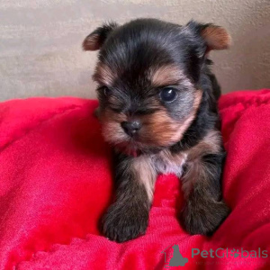 Photo №3. Yorkie puppies for adoption. We have Yorkie puppies for adoption to any loving. United States