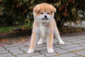 Photo №2 to announcement № 4719 for the sale of akita - buy in Ukraine from nursery