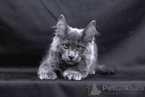 Photo №1. maine coon - for sale in the city of Снежинск | negotiated | Announcement № 11489