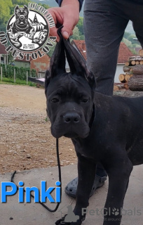 Additional photos: Cane Corso puppies