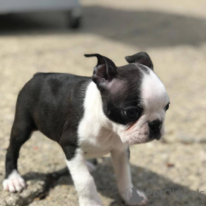 Photo №1. boston terrier - for sale in the city of Дельбрюк | 412$ | Announcement № 123263