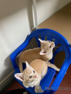 Photo №1. burmese cat - for sale in the city of Bregenz | 235$ | Announcement № 144458